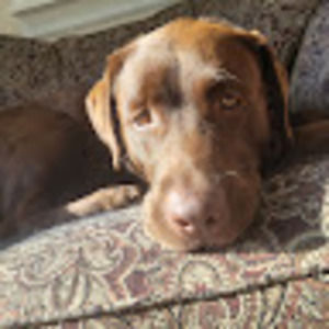 Meet your Posher, Carla p.